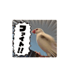 文鳥家族 1（個別スタンプ：8）