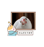 文鳥家族 1（個別スタンプ：9）