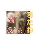 文鳥家族 1（個別スタンプ：10）