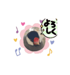文鳥家族 1（個別スタンプ：11）