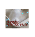 文鳥家族 1（個別スタンプ：12）