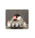 文鳥家族 1（個別スタンプ：13）