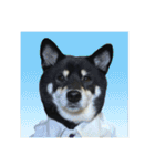 散歩拒否犬 どんさん（個別スタンプ：1）