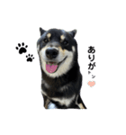 散歩拒否犬 どんさん（個別スタンプ：2）
