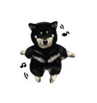 散歩拒否犬 どんさん（個別スタンプ：3）