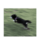 散歩拒否犬 どんさん（個別スタンプ：4）