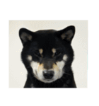 散歩拒否犬 どんさん（個別スタンプ：6）