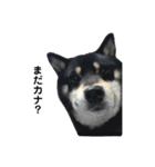 散歩拒否犬 どんさん（個別スタンプ：8）