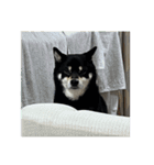 散歩拒否犬 どんさん（個別スタンプ：13）