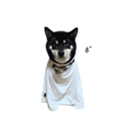 散歩拒否犬 どんさん（個別スタンプ：15）