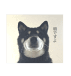 散歩拒否犬 どんさん（個別スタンプ：19）
