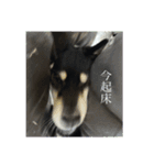 散歩拒否犬 どんさん（個別スタンプ：20）