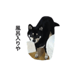 散歩拒否犬 どんさん（個別スタンプ：21）
