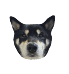 散歩拒否犬 どんさん（個別スタンプ：22）