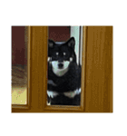 散歩拒否犬 どんさん（個別スタンプ：23）