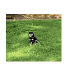 散歩拒否犬 どんさん（個別スタンプ：24）