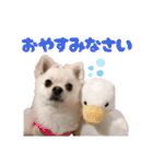 わんにゃんよく使う日常会話（個別スタンプ：3）