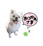 わんにゃんよく使う日常会話（個別スタンプ：6）