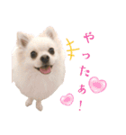 わんにゃんよく使う日常会話（個別スタンプ：11）