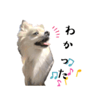 わんにゃんよく使う日常会話（個別スタンプ：17）