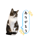 わんにゃんよく使う日常会話（個別スタンプ：31）