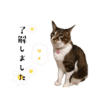わんにゃんよく使う日常会話（個別スタンプ：38）