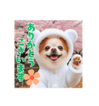 オコジョすたんぷ♡ぽん吉・日常会話・春（個別スタンプ：3）