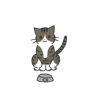 ねこのスタンプ( ΦωΦ )（個別スタンプ：17）
