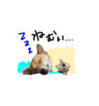 それいけコタロー（個別スタンプ：5）