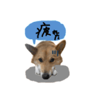 それいけコタロー（個別スタンプ：8）