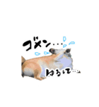 それいけコタロー（個別スタンプ：11）