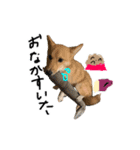 それいけコタロー（個別スタンプ：13）