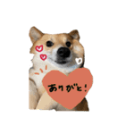それいけコタロー（個別スタンプ：15）