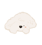 トイプードル風スタンプ（文字なし）（個別スタンプ：22）