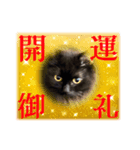 黒猫 ルナ院長167にゃんめ（個別スタンプ：1）