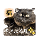 黒猫 ルナ院長167にゃんめ（個別スタンプ：2）