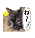 黒猫 ルナ院長167にゃんめ（個別スタンプ：3）