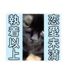 黒猫 ルナ院長167にゃんめ（個別スタンプ：4）