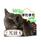 黒猫 ルナ院長167にゃんめ（個別スタンプ：6）