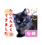 黒猫 ルナ院長167にゃんめ（個別スタンプ：8）