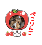 シェルティちっぴー（個別スタンプ：3）