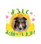 シェルティちっぴー（個別スタンプ：6）