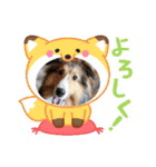 シェルティちっぴー（個別スタンプ：7）