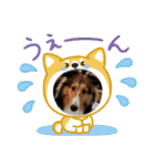 シェルティちっぴー（個別スタンプ：11）
