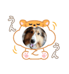 シェルティちっぴー（個別スタンプ：13）
