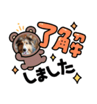 シェルティちっぴー（個別スタンプ：16）