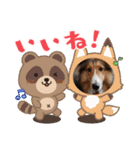 シェルティちっぴー（個別スタンプ：17）