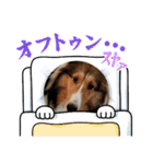 シェルティちっぴー（個別スタンプ：22）