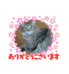 かわいい猫のスタンプ1（個別スタンプ：2）