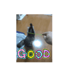 かわいい猫のスタンプ1（個別スタンプ：5）